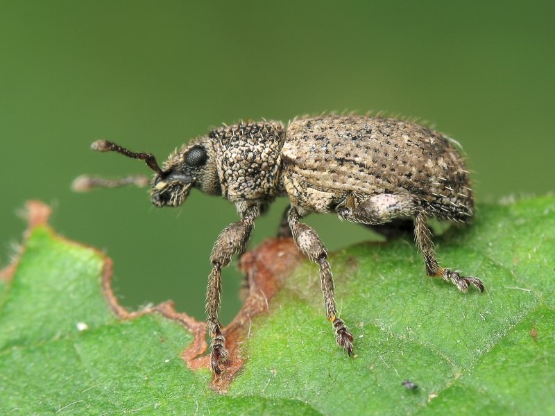 Mesagroicus pilifer Boh. in Schoenh., 1833